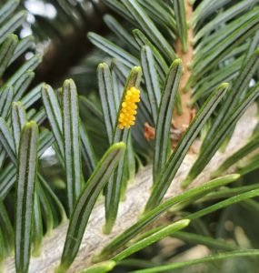 Lady beetles lay eggs in clusters that are also easy to spot. Sometimes you may beat eggs out on a plate when scouting.