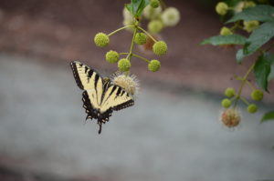 Cover photo for Alamance Gardener - May 2020