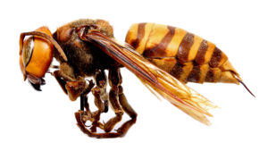 Closeup side view of the Asian Giant Hornet, commonly referred to in the media as Murder Hornets.