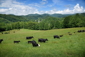 Cover photo for Coronavirus Food Assistance Program for Livestock Farmers