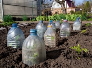 Cover photo for Protecting Your Garden From the Cold