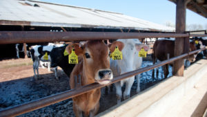 A dairy cow looking out from its enclosure with other cows in the background.