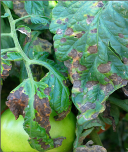 Cover photo for Tomato Diseases