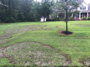 Cover photo for Cool Spring Weather Extends Large Patch Injury on Warm-Season Turf