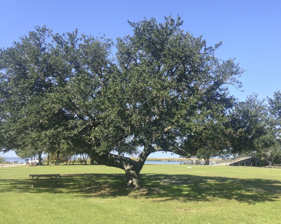 Plants That Survive and Thrive on the OBX Live Oak N.C. Cooperative