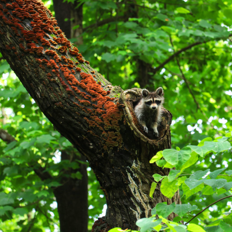 Managing Wildlife in Your Landscape NC State Extension
