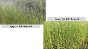 Side by side photos of Ryegrass and Cereal Rye, both in fully headed stage of growth.