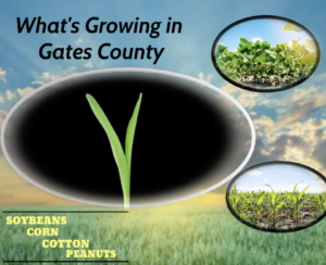Cover photo for What's Growing in Gates County