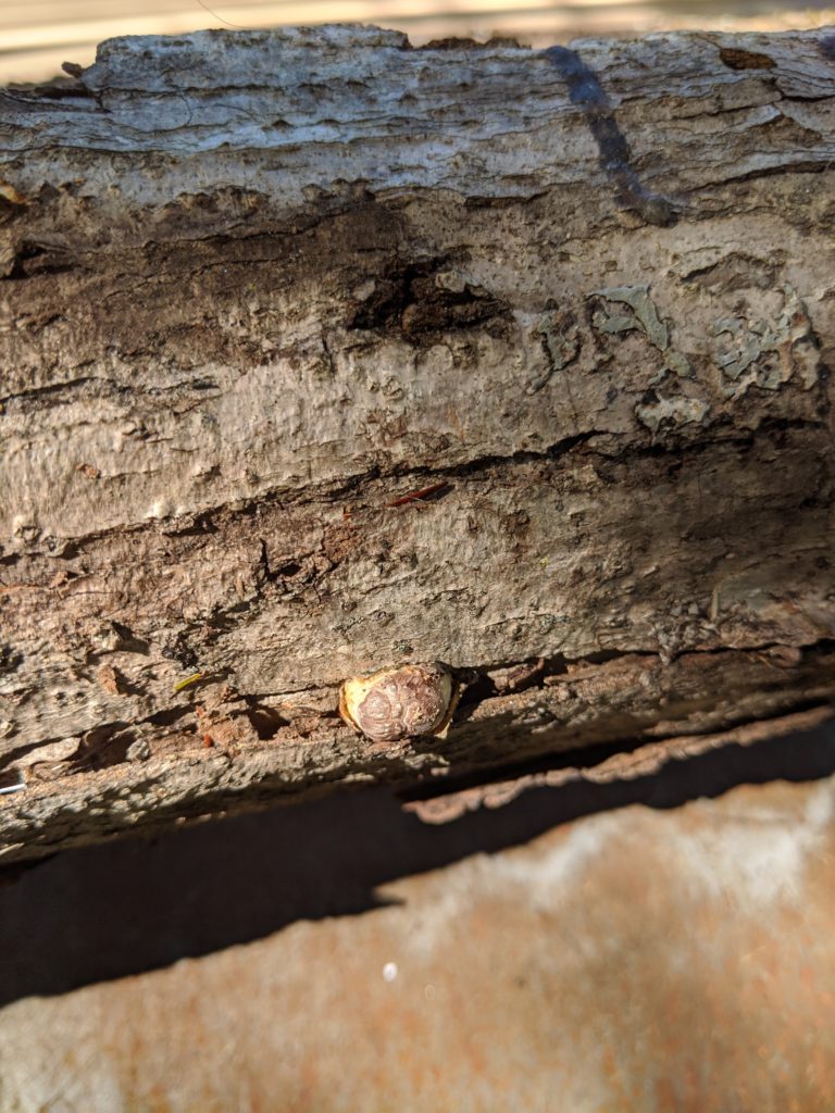 Forcing Shiitake Mushroom Logs to Fruit N.C. Cooperative Extension