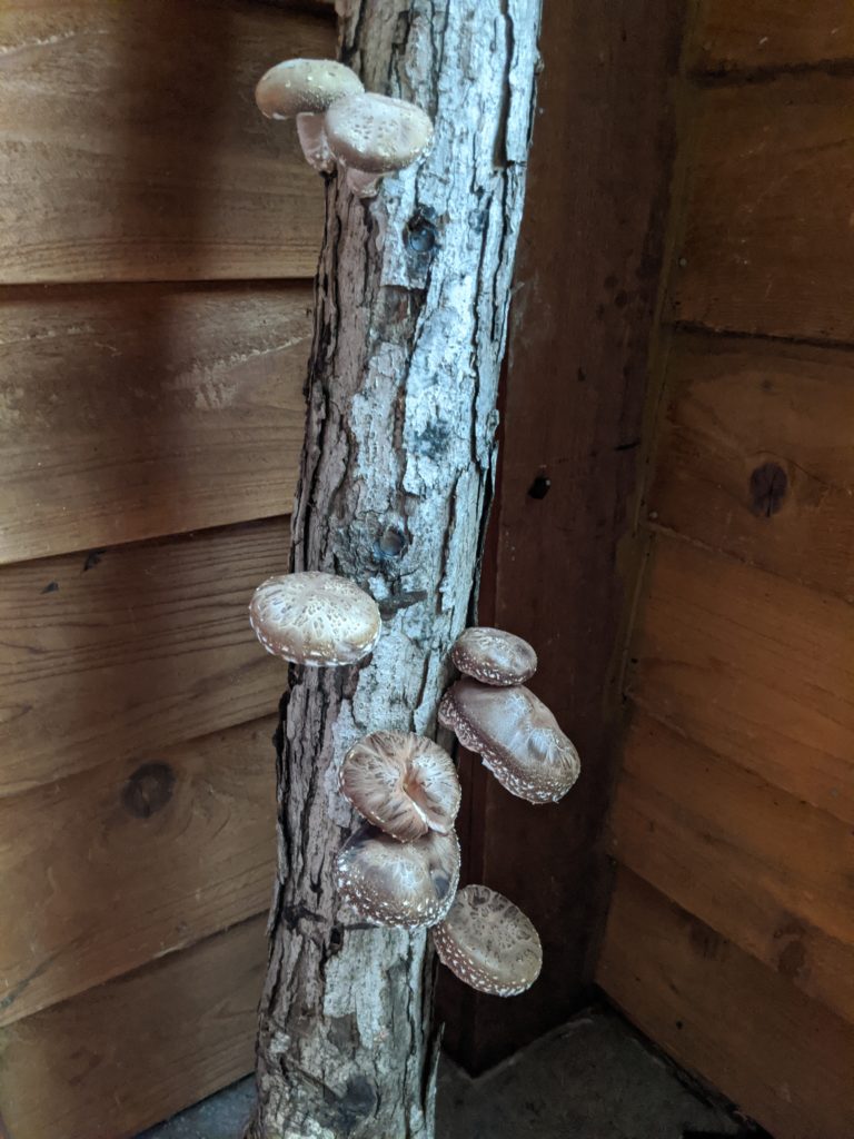 Forcing Shiitake Mushroom Logs to Fruit N.C. Cooperative Extension