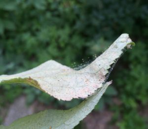 Twospotted spider mites and webbing on a butterfly bush leaf. Photo: SD Frank