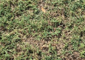 Cover photo for New Factsheet: Bermudagrass Mites