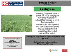 Forage Friday Crabgrass