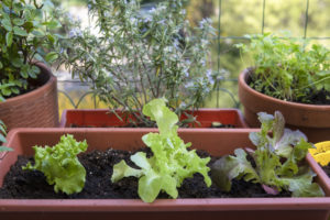 Cover photo for Container Gardening Is for Everyone