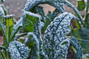 Cover photo for Frost and Freeze Protection for Vegetable Crops