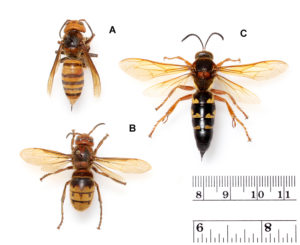 3 wasps