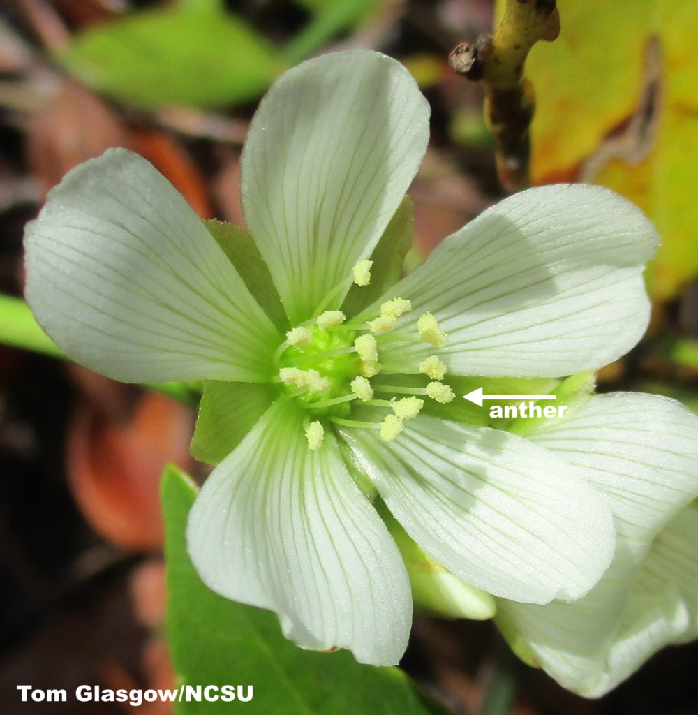 Venus Flytrap Flowers N.C. Cooperative Extension