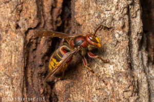 European hornet worker on tree trunk
