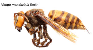 Side view of an Asian giant hornet worker