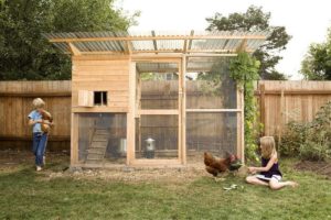 Backyard chicken coop