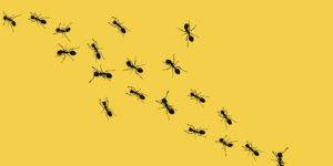 Trail of ants