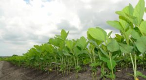 Field of soy beans