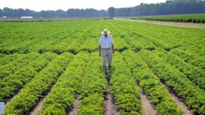 A farmer walks between rows of peanuts in the field.