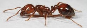 Fire Ant Picture