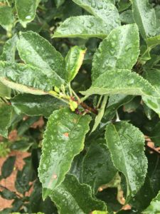 Cover photo for Apple Disease Update: June 16, 2020