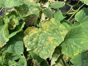 Cover photo for Cucumber Downy Mildew Confirmed in North Carolina