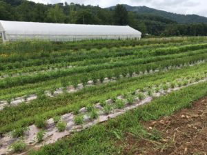 Cover photo for WNC AgOptions Grant Program Is Now Open!
