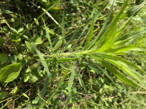 Cover photo for Marestail - Weed ID Wednesday