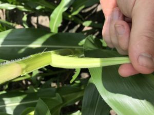 Cover photo for How to Scout and Manage Stink Bugs in Pre-Tassel Corn