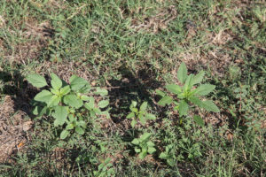 Palmer amaranth. Photo Credit: Virginia Tech Weed Science.