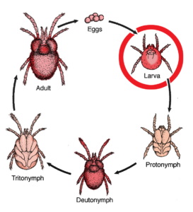 chart showing the stages of life of a chigger