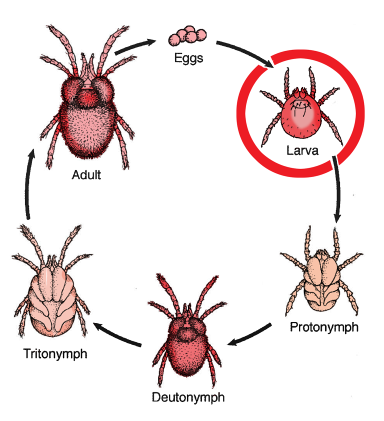 Chiggers invisible but unforgettable n c cooperative extension