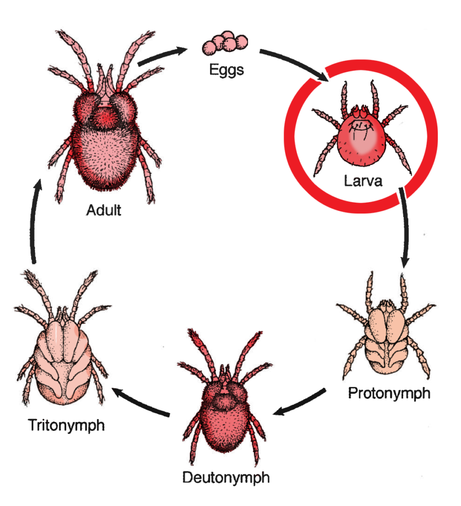 Chiggers Invisible but N.C. Cooperative Extension