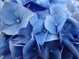 Cover photo for Time to Prune Hydrangeas?
