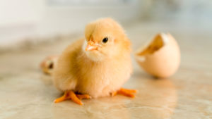 A newly hatched chick near half an egg shell