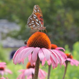 native cone flower and butterfly