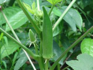 Okra growing on plant