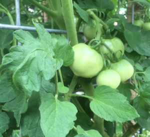 green tomatoes on vine. Image taken by author