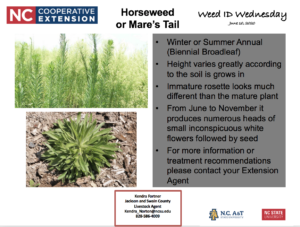 Weed ID Wednesday Horseweed
