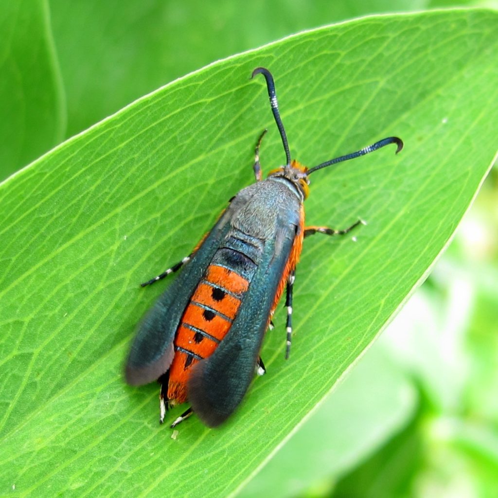 Garden Pest Alert Squash Vine Borer N.C. Cooperative Extension