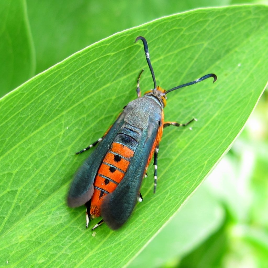 squash vine borer        <h3 class=