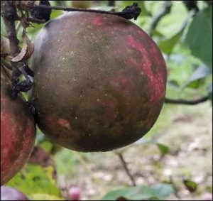 Flyspeck and Sooty Blotch on Apple