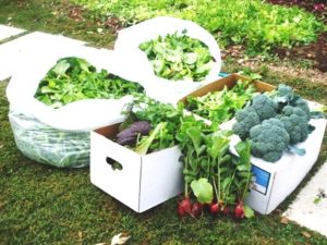 Cover photo for Think Green Thursday - Fall Vegetable Gardening