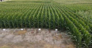 Cover photo for Corn Growth With Starter Fertilizer -- Video Update
