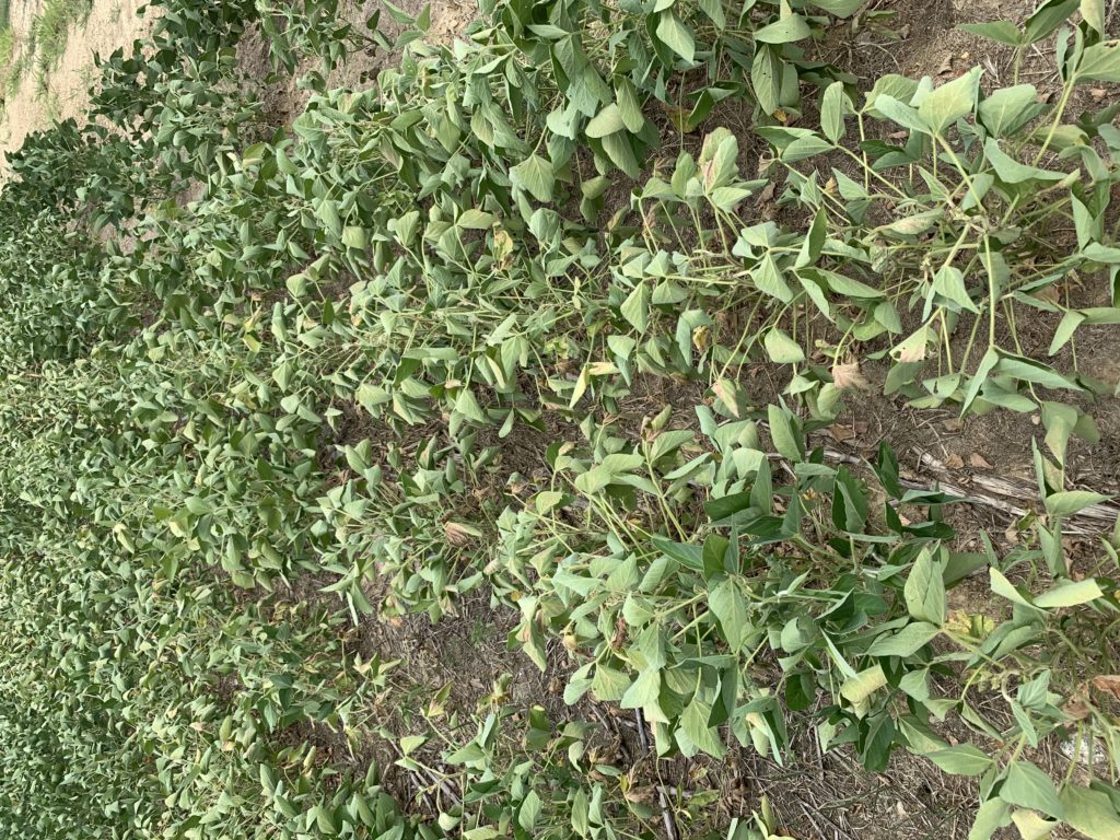 How Do High Temperatures Impact My Soybeans? NC State Extension