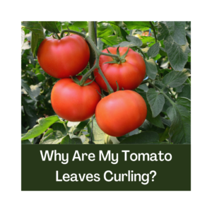 4 red tomatoes on the vine with leaves surrounding them
